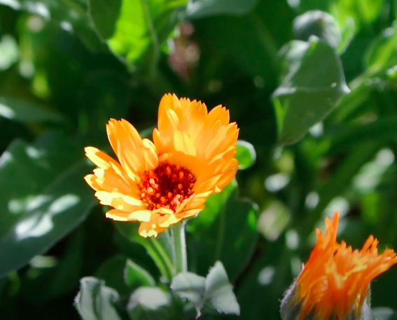Le Calendula, la plante médicinale des vacances pour les coups de soleil et les infections