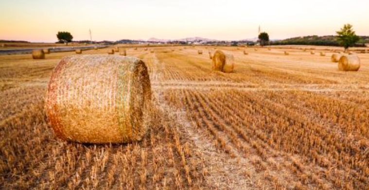 Comment l'agro-écologie va affamer des millions de personnes Comment l’agro-écologie va affamer des millions de personnes