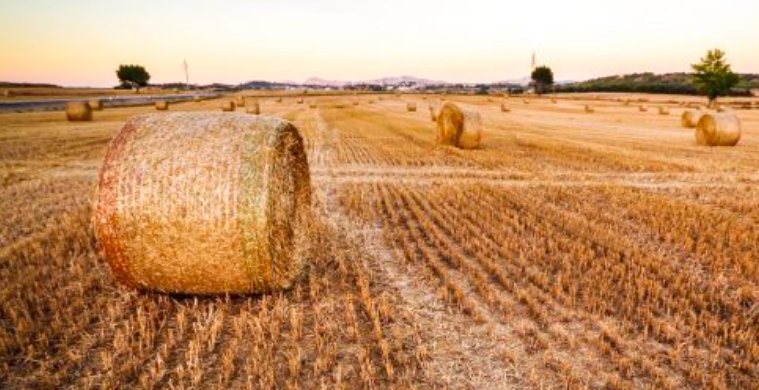 Comment l’agro-écologie va affamer des millions de personnes