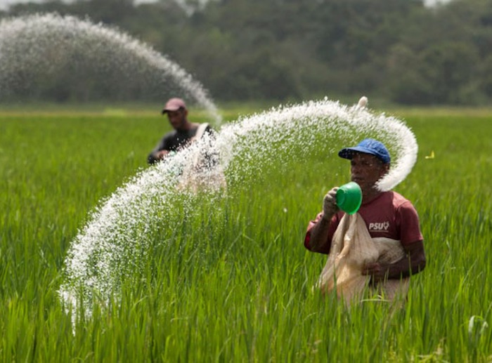 Agriculture : mal préparé, le Sri Lanka met fin au « tout biologique » et réautorise les engrais chimiques