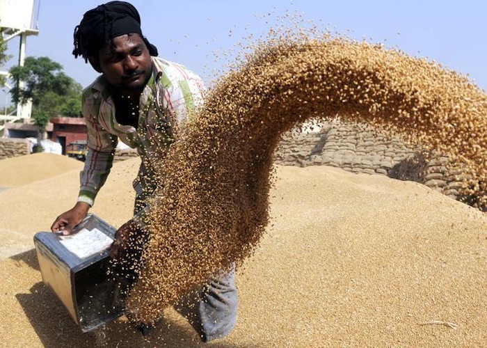 Le blé à un prix record après l’embargo indien sur les exportations