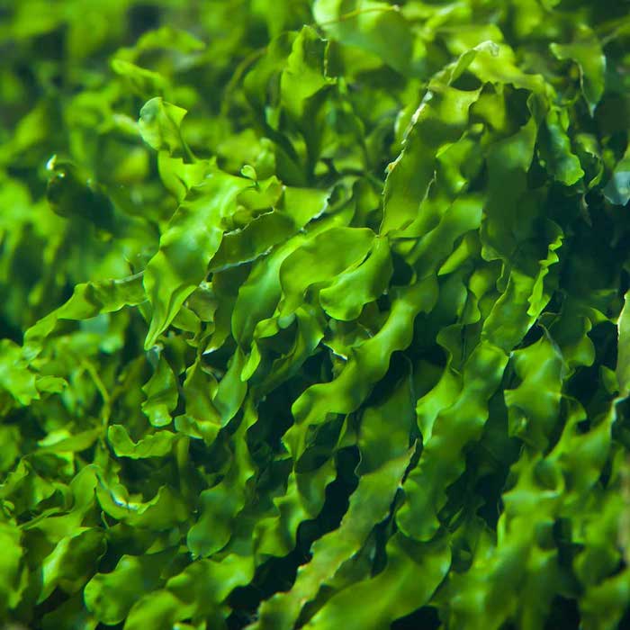La chlorelle, un super-aliment à haute valeur ajoutée