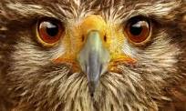 Le rat, le pigeon, le faucon et le furet (Fable) Le rat, le pigeon, le faucon et le furet (Fable)
