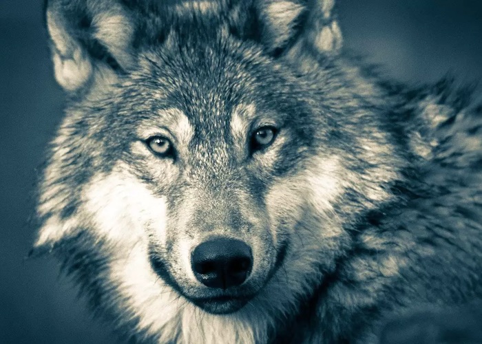L’ONC aurait été complice de réintroductions du Loup, favorisant son expansion en France