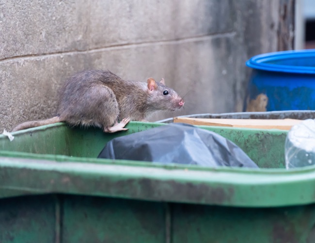 En pleine grève des éboueurs, les animalistes manifestent pour défendre les rats