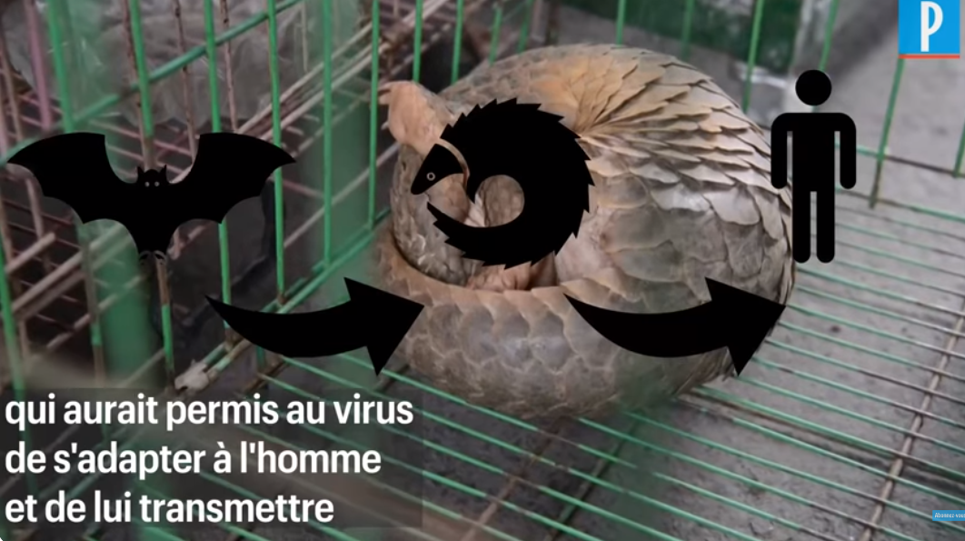 Coronavirus mutant chinois : taux de mortalité de 100 % chez des souris «humanisées»
