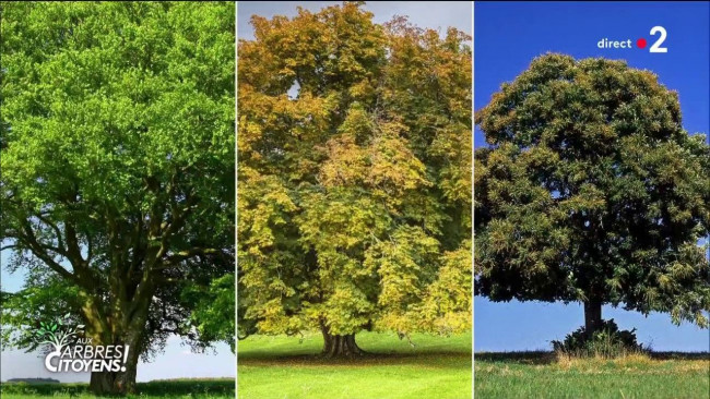 Malaise TV : les écolos Yannick Noah et Marion Cotillard incapables de nommer 3 arbres